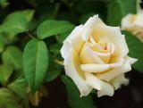 Róża Rabatowa 'Rosa multiflora' Kremowa