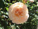 Róża Rabatowa 'Rosa multiflora' Łososiowa