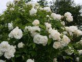 Róża Pnąca 'Rosa arvensis' Kremowa
