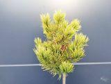 Sosna Szczepiona 50cm. 'Pinus' Carsten Wintergold