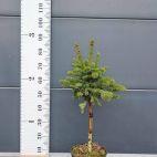 Świerk Serbski 'Picea'  na pniu PA - zdjęcie 