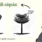 Świerk Serbski 'Picea'  na pniu PA - zdjęcie 