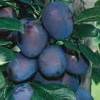 Śliwa karłowa 'Prunus armeniaca' Węgierka Wczesna Z Donicy - zdjęcie 