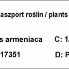 Morela kolumnowa 'Prunus armeniaca' z Białorusi - zdjęcie 