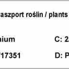 Borówka Amerykańska 'Vaccinium corymbosum' Zestaw 10szt. Spartan - zdjęcie 