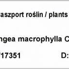Hortensja Piłkowana 'Hydrangea macrophylla' Madame Emile - zdjęcie 