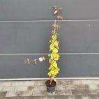 Wiciokrzew 'Lonicera' Żółty - zdjęcie 