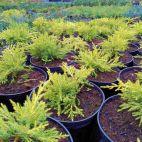 Jałowiec 'Juniperus' Golden Joy /2Letni - zdjęcie 