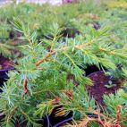 Jałowiec 'Juniperus' Schlager - zdjęcie 