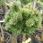 Sosna Szczepiona 'Pinus mugo' Szorty - zdjęcie 
