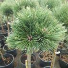 Sosna Szczepiona 'Pinus nigra' Hubert - zdjęcie 
