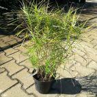 Turzyca 'Carex' Palmowa - zdjęcie 