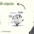 Hortensja Bukietowa 'Hydrangea panikulata' Vanilia Fraise Melba - zdjęcie 