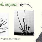 Piwonia Drzewiasta 'Paeonia suffruticosa' Żółta - zdjęcie 