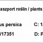 Brzoskwinia karłowa 'prunus persica' Harrow Beauty - zdjęcie 