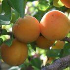 Morela karłowa 'Prunus armeniaca' Dobrzyńska Z Donicy - zdjęcie 