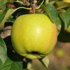 Jabłoń karłowa 'Malus domestica' Ananas Bierżycki Z Donicy - zdjęcie 