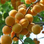 Morela karłowa 'Prunus armeniaca' Somo Z Donicy - zdjęcie 