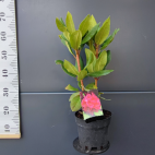 Różanecznik 'Rhododendron' Krwisty  Donica 1,5L - zdjęcie 