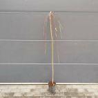 Wierzba bambusowa na pniu - zdjęcie 