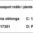 Pigwa 'Cydonia oblonga' Gruszkowa - zdjęcie 