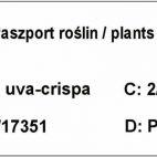 Agrest krzaczasty Czerwony 'Ribes uva- crispa' Niesłuchowski - zdjęcie 