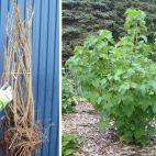 Porzeczka krzaczasta Czarna 'Ribes nigrum' Ben Alder - zdjęcie 