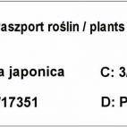 Azalia Japońska  'Rhododendron japonicum' Rubinetta - zdjęcie 