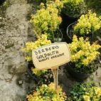 Berberys Żółty 'Berberis'  Mini Wolnorosnący - zdjęcie 