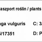 Lilak 'Syringa vulgaris' Dwukolorowy - zdjęcie 