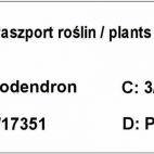 Różanecznik 'Rhododendron' Rasputin - zdjęcie 