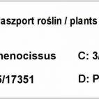 Winobluszcz 'Parthenocissus quinquefolia' Pięciokwiatowy - zdjęcie 