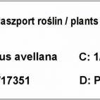 Orzech laskowy 'Corylus avellana'  Syrena z pęda - zdjęcie 