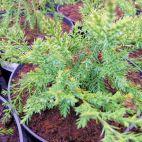 Jałowiec 'Juniperus' Mint Jump /2Letni - zdjęcie 