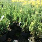 Jałowiec 'Juniperus' Stricta Variegata - zdjęcie 