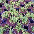 Jałowiec 'Juniperus' Golden Carpet - zdjęcie 