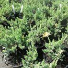 Jałowiec Płożący 'Juniperus horizontalis'  Variegata - zdjęcie 