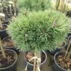 Sosna Szczepiona 'Pinus mugo' Kucks - zdjęcie 