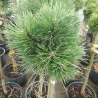 Sosna Szczepiona 'Pinus nigra' Bila - zdjęcie 