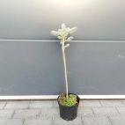 Świerk Szczepiony 'Picea' Srebrny 50cm. - zdjęcie 