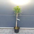 Sosna Szczepiona 50cm. 'Pinus' Spilberg - zdjęcie 