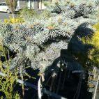 Świerk Szczepiony 'Picea' Srebrny - zdjęcie 