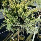 Jałowiec Płożący Szczepiony Na Pniu 'Juniperus' Dream Joy - zdjęcie 