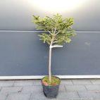 Świerk Szczepiony 'Picea abies' Compacta 50cm. - zdjęcie 