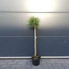 Sosna Szczepiona 50cm. 'Pinus nigra' Globosa - zdjęcie 