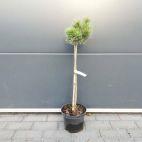 Sosna Szczepiona 50cm. 'Pinus mugo' Kosodrzewina - zdjęcie 