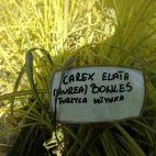 Trawa 'Carex' Elata Browles - zdjęcie 