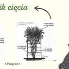 Wiciokrzew 'Lonicera' Aureoreticulata - zdjęcie 