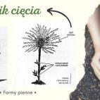 Pigwa Na Pniu 'Cydonia oblonga' Bereczki - zdjęcie 