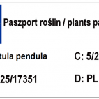 Brzoza Szczepiona Na Pniu 'Betula pendula'  120-140cm. - zdjęcie 